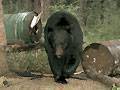 Biggest bear ever seen! : click to enlarge.