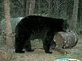 Absolutely massive black bear : click to enlarge.