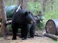 Female black bear : click to enlarge.