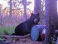 A very hefty black bear: click to enlarge.