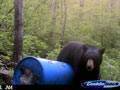 Another big mature black bear! : click to enlarge.