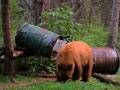 What a magnificent bear! : click to enlarge.
