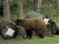 Cinnamon phased bear. : click to enlarge.