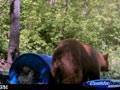 Once again an awesome color phased bear! : click to enlarge.