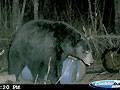 Big Bear : click to enlarge.