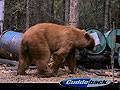 Large Color Phased Black Bear : click to enlarge.