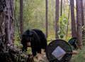Definately a Boone & Crockett Black Bear : click to enlarge.