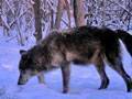 Wolf out in the day : click to enlarge.