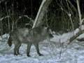 Black Timber Wolf : click to enlarge.