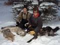 1 Coyote and 2 Timber Wolves caught December 2008 : click to enlarge.