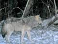 Big Gray Timber Wolf : click to enlarge.