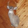 Whitetail deer : click to enlarge.