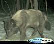 Black Timber Wolf : click to enlarge.