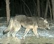 Grey Timber Wolf : click to enlarge.